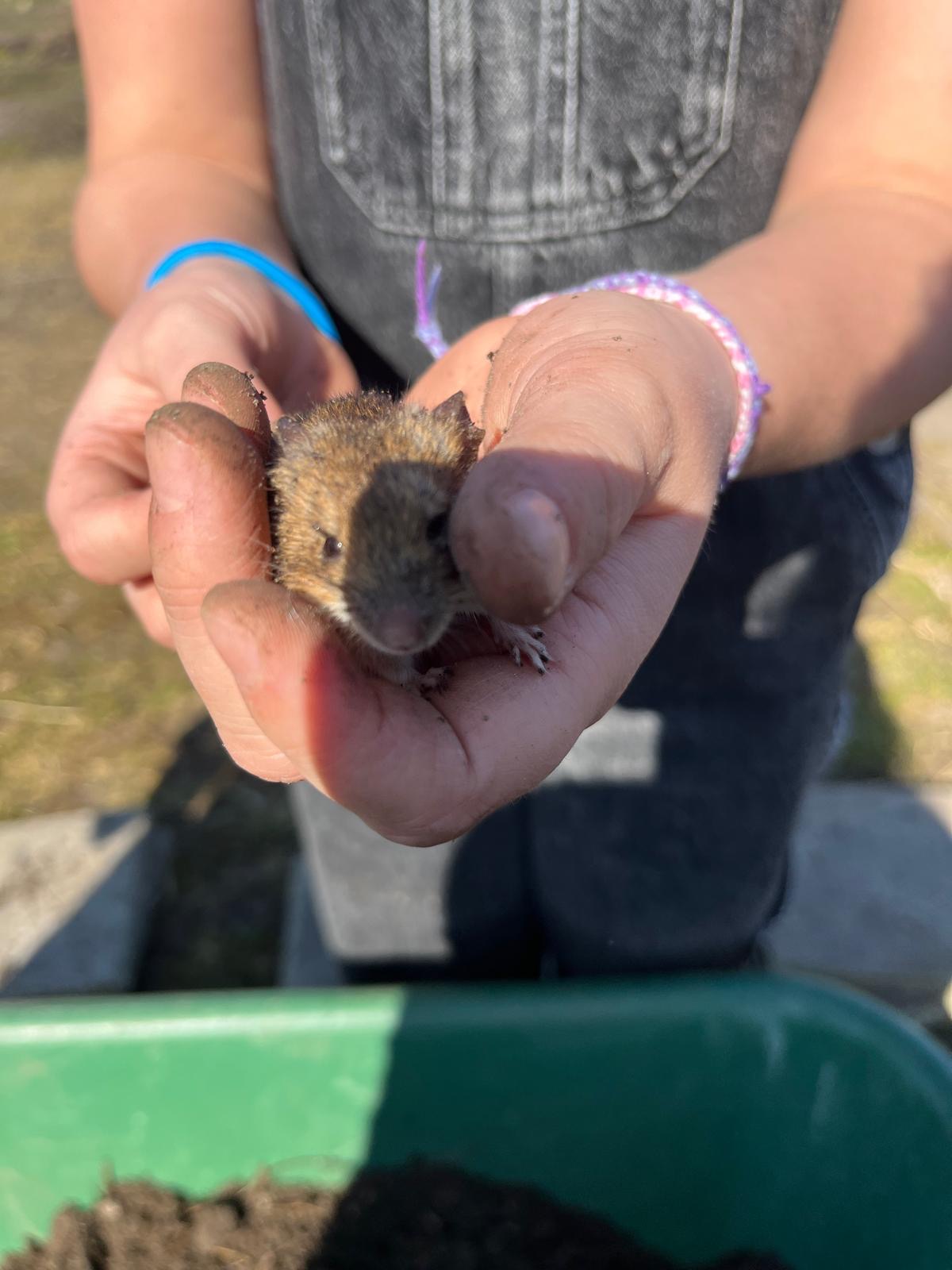 Heerlijke middag in de moestuin 